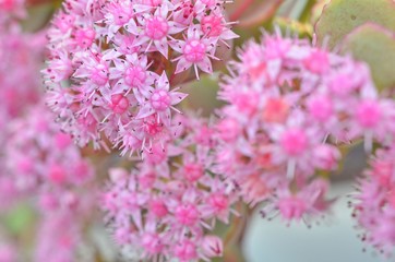 玉緒の咲く風景