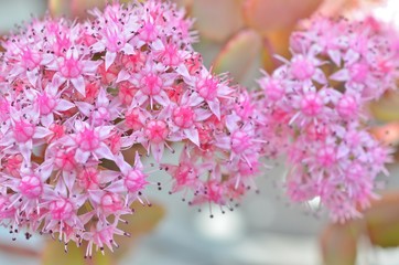 玉緒の咲く風景