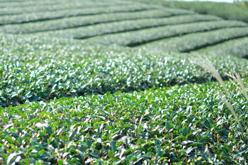 Autumn. Tea plantation to prepare for winter