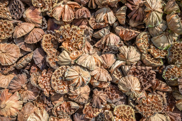 dry seed pod of lotus