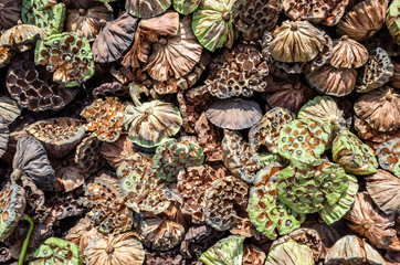dry seed pod of lotus