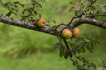 wild apples on the branch of an old tree in late summer