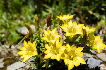 native species of yellow Gentiana flowers