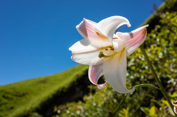 Taiwan Lily living at Hehuan Mountain