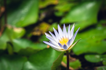 white lotus flower with green leaves