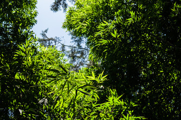 green bamboo tree over sky