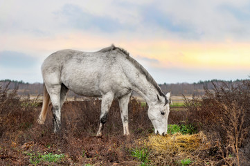 Beautiful autumn landscape with a white horse