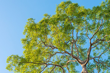 Looking up giant tree against the blue clear sky in the forest.