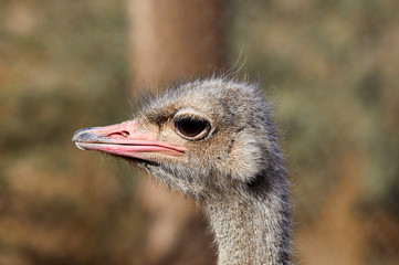 Profile of an Ostrich