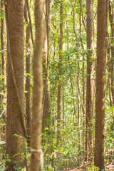 Fototapeta premium Vertical shot of trees in the middle of evergreen forest in summer season.