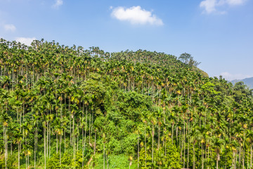 Fototapeta na wymiar landscape of betel nut tree under sky