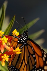 Monarch Butterfly