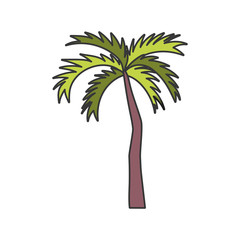 tropical palm tree on white background