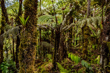 Ruta del Roble, Santander, Boyacá, Colombia