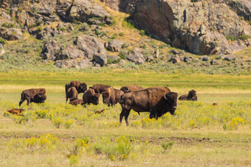 Fototapeta na wymiar Herd of Bison Yellowstone
