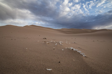 bones in the desert 