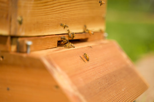 Beehive 