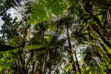 Ruta del Roble, Santander, Boyacá, Colombia