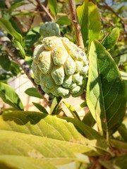 Fototapeta premium custard apple on green background