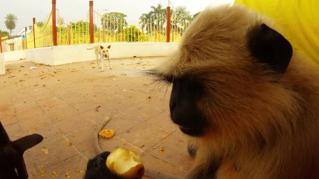 langur monkey eats pear close up two dogs and man walk on background city park of Kolkata