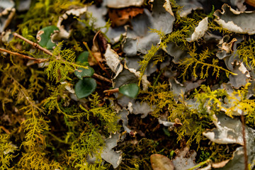 Ruta del Roble, Santander, Boyacá, Colombia