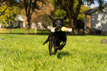 Black Labrador Puppy Playing Fetch