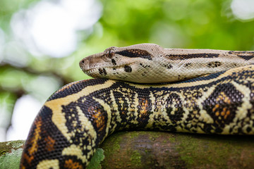 Phyton / Sanca Snake