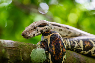 Phyton / Sanca Snake