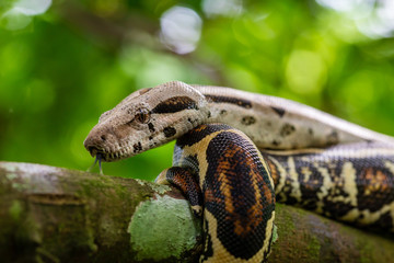 Phyton / Sanca Snake