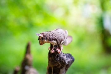 Sugar Gliders in Indonesia