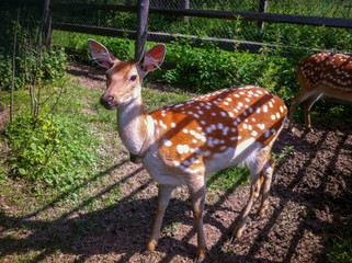 Sika deer is in the aviary. Keeping animals in the zoo. 
