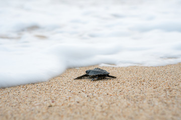 Release Young Sea Turtle