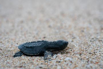 Release Young Sea Turtle