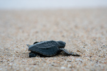 Release Young Sea Turtle