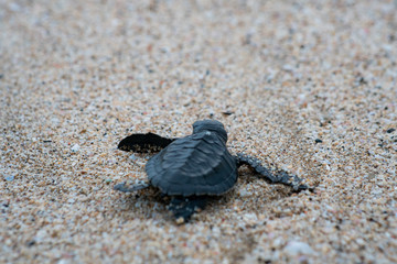 Release Young Sea Turtle