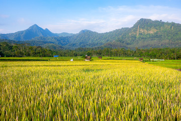 Fototapeta premium Yellow rice field with blue sky and hills as background