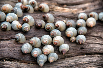 Sea shells on a piece of drift wood