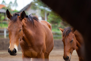 Fototapeta premium Brown Horse(s) in the ranch