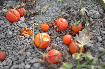 Clacking Cherry tomatoes that fell on the ground
