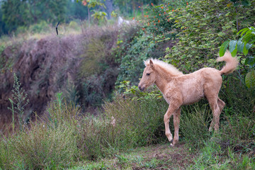 Obraz na płótnie Canvas Brown Horse(s) in the ranch