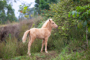 Obraz na płótnie Canvas Brown Horse(s) in the ranch