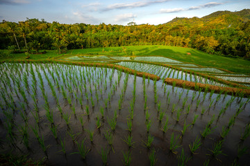 Rice Paddy Field Indonesia
