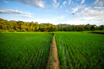 Fototapeta na wymiar Rice Paddy Field Indonesia