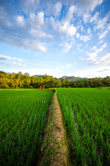 Rice Paddy Field Indonesia