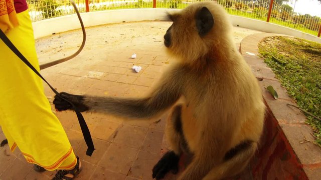 langurs monkeys with baby pull by woman's clothes impudently ask food close up open aria with fence park Kolkata