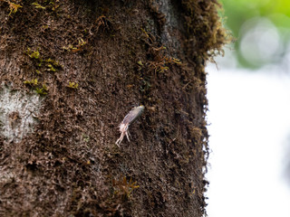 ビワハゴロモの仲間