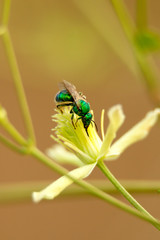 Green Bee - Paraugochloropsis