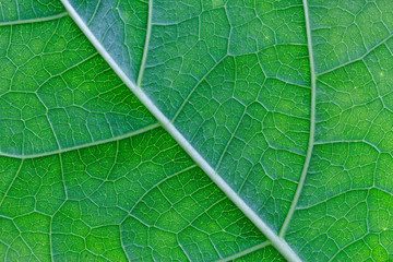 Abstract Green leaf texture background ,leaves of Tooth brush tree