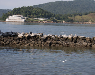 flying white birds at the beach