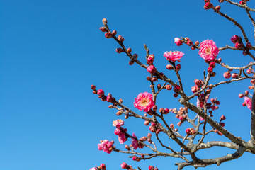 紅梅